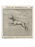 Canis Minor the Leser Dog-Star Giclee Print by Gaius Julius Hyginus