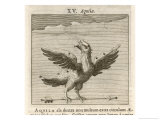 Aquila the Eagle Giclee Print by Gaius Julius Hyginus