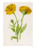 Common Marigold Estampe