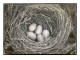 Blackbird's Eggs in a Nest Estampe