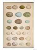 Eggs of Two Dozen Birds Giclee Print
