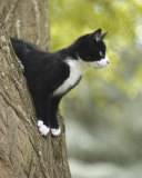 Attentive Cat  Art by Jean-Michel Labat