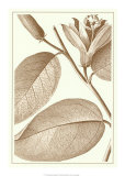 Cropped Sepia Botanical II Affiche