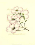 Fleur de cornouiller Affiche par Silva 