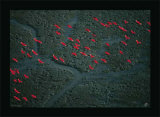 Vol Ibis Affiches par Yann Arthus-Bertrand
