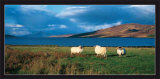 Isle of Skye  Print by Thierry Martinez