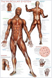 Musculoskeletal System Laminated Poster