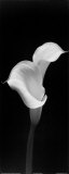 Calla Duet Kunstdrucke
