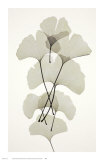 Ginko Affiches par Albert Koetsier