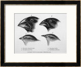 Finches from the Galapagos Islands Observed by Darwin  Prints by R.t. Pritchett