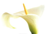 Calla vor weißem Hintergrund Kunstdrucke von Den Reader
