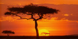 Masai Mara Plains, Kenya  Prints by James Urbach