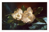 Magnolias sur un tissu de velours bleu Posters par Martin Johnson Heade