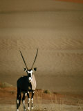 Gemsbok, or South African Oryx ( Oryx Gazella ), in Sand Dunes, Namib Desert Park, Namibia Photographic Print by David Wall