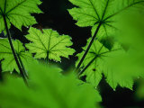 Water Drops on Leaves, Tongass National Forest, Baronof Island, Alaska, USA Photographic Print by Ralph Lee Hopkins
