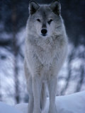 Grey or Timber Wolf (Canis Lupus) in the Alaskan Snow, Alaska, USA Photographic Print by Mark Newman