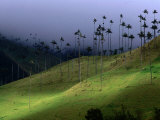 The Colombian National Tree Palma De Cera, Armenia, Colombia Photographic Print by Krzysztof Dydynski