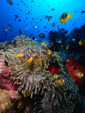 Stonefish on Jackson Reef in Red Sea, Tiran Island, Egypt Photographic Print by Mark Webster