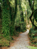 Walking Track to Ship Creek, New Zealand Photographic Print by David Wall