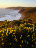 Yellow Lupine on Mcclure's Beach in Marin County, Point Reyes National Seashore, California, USA Photographic Print by Wes Walker