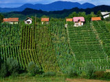 Vineyards in Zagorte Region, Croatia Photographic Print by Wayne Walton