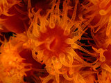 Cup Coral (Tubastrea Coccinea) off Walker's Cay, Walker's Cay, Bahamas Photographic Print by Michael Lawrence