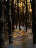 Snow-Covered Trees in Forest, Early Evening, Lithuania Photographic Print by Jonathan Smith