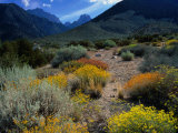 Wildflowers on Trail to Mt. Williamson, Eastern Sierra Nevada Mountains, Owens Valley, USA Photographic Print by Wes Walker