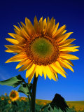 Sunflower Detail Near Tarancon, Cuenca, Castilla-La Mancha, Spain Photographic Print by David Tomlinson