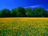 Carpet of Dandelions in Kullaberg, Skane, Sweden Photographic Print by Anders Blomqvist