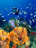 Diving at Barry's Dream Site, Near Mero, Mero, Dominica Photographic Print by Michael Lawrence