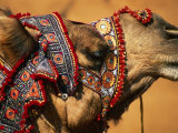 Camel at Pushkar Camel Fair, Pushkar, India Fotografie-Druck von Paul Beinssen