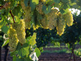 Detail of Chardonnay Grape on the Vine, Hunter Valley, New South Wales, Australia Photographic Print by Oliver Strewe