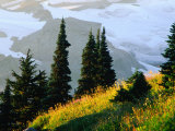 The Skyline Trail in Mt. Rainier National Park, Washington, USA Photographic Print by Richard Cummins