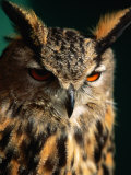Eurasian Eagle-Owl (Strigidae Sp.), United States of America Photographic Print by Chris Mellor