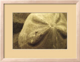 Sand Dollar  Poster by Cyndi Schick