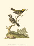 Petite Bird Study II Posters by George Edwards