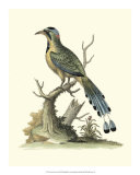 Poised in Nature II  Prints by George Edwards