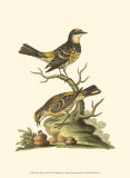 Petite Bird Study III  Prints by George Edwards