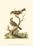 Petite Bird Study IV Posters by George Edwards