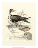 Aquatic Birds I Posters by George Edwards