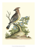 Poised in Nature III Posters by George Edwards