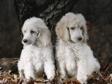 Standard Poodle Dog Puppies, USA Photographic Print by Lynn M. Stone