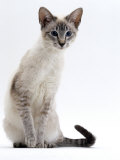 Domestic Cat, Young Tabby Point Siamese Photographic Print by Jane Burton