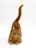 Domestic Cat, Ginger Tabby Female with Rear End and Tail in Air after Enjoying Being Stroked Photographic Print by Jane Burton