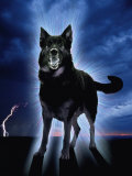 Ghostly Alsation Barking Photographic Print by Jane Burton