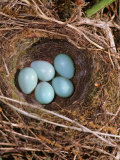Hedge Sparrow / Dunnock, Nest with Five Eggs, UK Photographie par Jane Burton