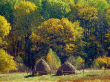 Hay Making in Bryansky Les Zapovednik in Autumn, Russia Photographic Print by Igor Shpilenok
