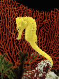 Golden Seahorse, Portraits, UK Photographic Print by Jane Burton