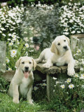 Two Young Labradors in a Daisy Field, UK Photographic Print by Jane Burton
